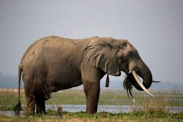 Mana Pools National Park African Bush Elephant Loxodonta Africana Walking — Fotografia de Stock