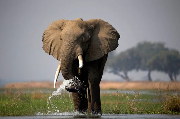 Parque Nacional Mana Pools Elefante Africano Loxodonta Africana Zimbabué — Fotografia de Stock