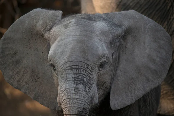 Mana Pools National Park Afrikanischer Buschelefant Loxodonta Africana Simbabwe — Stockfoto