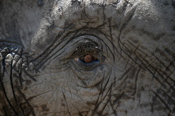 Mana Pools National Park Afrikanischer Buschelefant Loxodonta Africana Simbabwe — Stockfoto