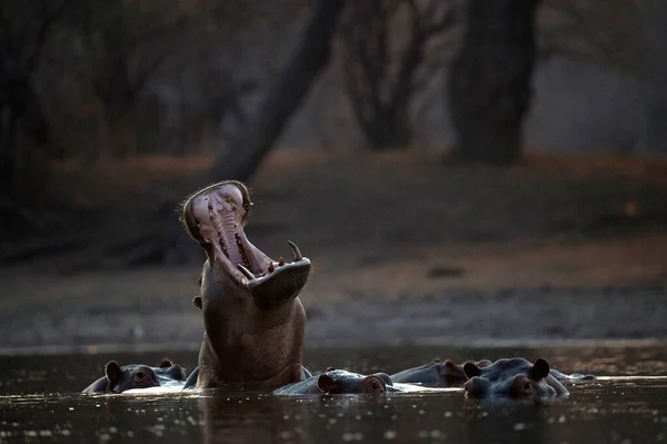 玛娜普尔国家公园水中常见的河马 — 图库照片