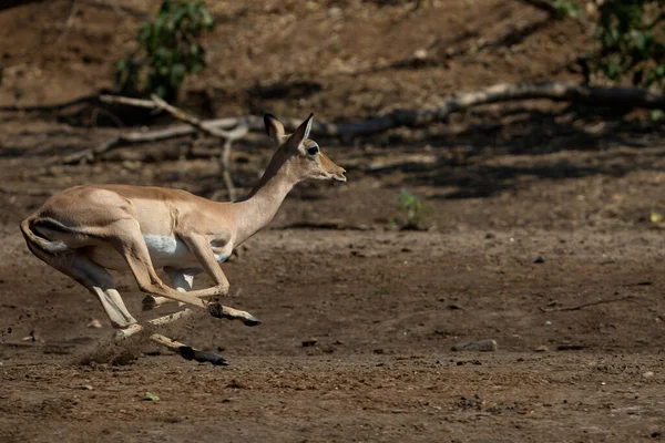 Mana Pools National Park Impala Running — стокове фото