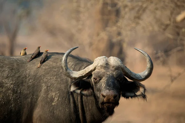 Mana Pools National Park Buffalo Bush — Stock Photo, Image