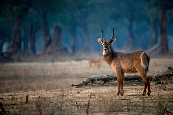 Mana Pools National Park Impala Aepyceros Melampus Zimbabwe —  Fotos de Stock