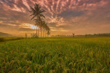 Uçsuz bucaksız pirinç tarlalarında sararmış pirinç bulutlu bir gökyüzüyle