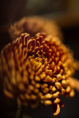 Turuncu kasımpatı çiçeği. Yakın plan.