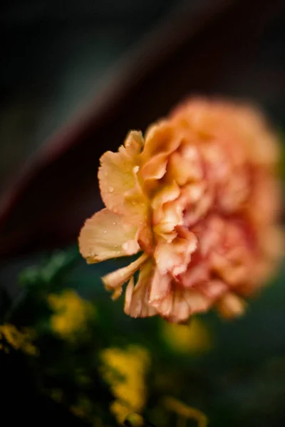 Рожеві Квіти Діантуса Крупним Планом — стокове фото