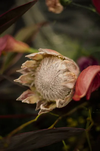 Protea King Квітка Крупним Планом — стокове фото