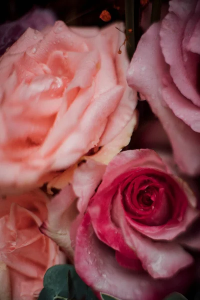 Розовые Розы Каплями Дождя — стоковое фото