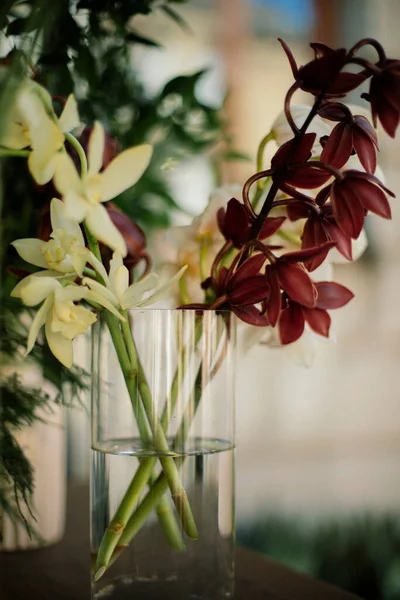 Цветы Цимбидия Вазе — стоковое фото