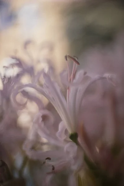 Portrait Fleur Nerveuse Rose — Photo