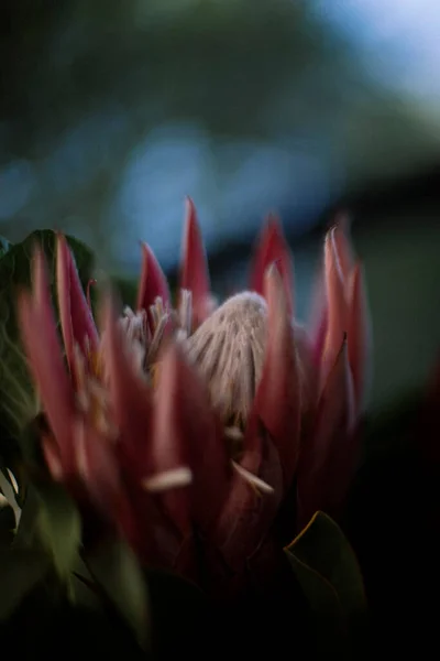 Рожева Квітка Білка Короля — стокове фото