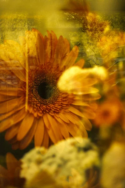 Gerbera Rosa Fiori Vaso Giallo — Foto Stock