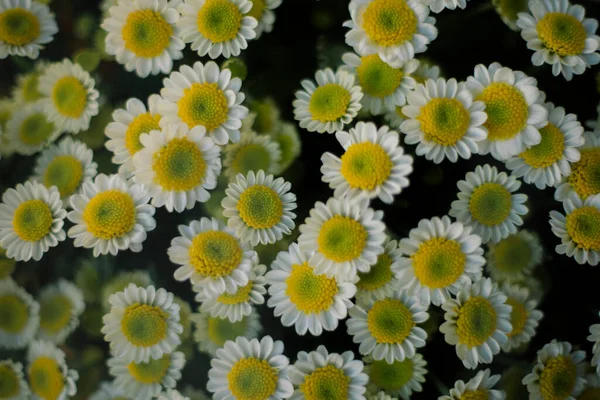 Pequenas Flores Brancas Fundo — Fotografia de Stock