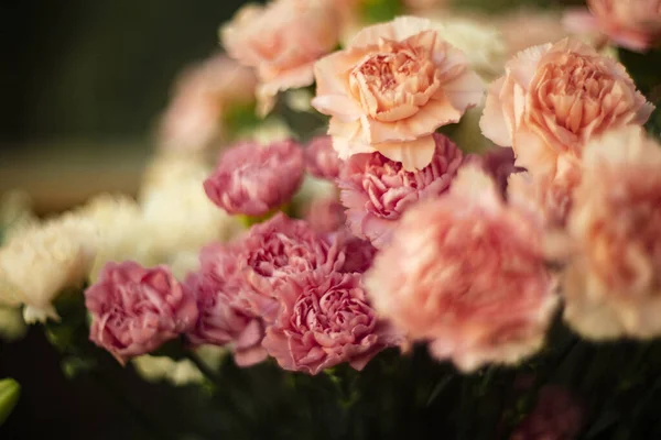 Розовые Розы Теплых Тонах — стоковое фото