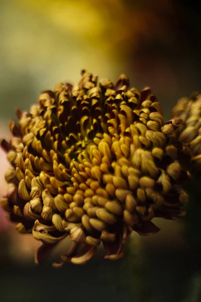 Autumn Orange Crysanthemum Portrait — Stock Photo, Image