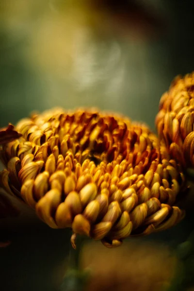 Осінній Оранжевий Портрет Хризантеми — стокове фото