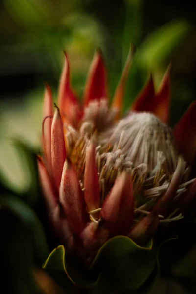 Protea Flor Close Imagem — Fotografia de Stock