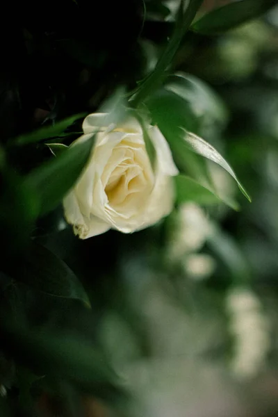 White Flower Green Leaves — Stock Photo, Image