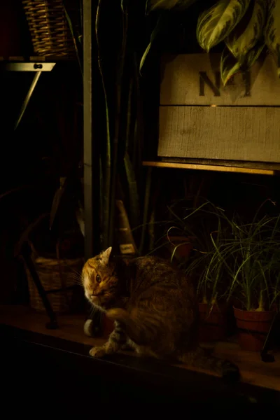 Gato Bonito Sentado Perto Flores — Fotografia de Stock