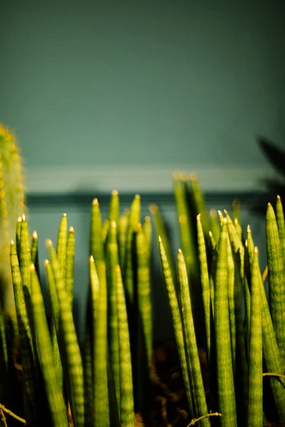 Zelená Sansevieria Modrém Pozadí — Stock fotografie