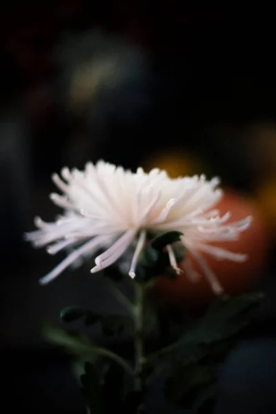 Красивий Портрет Квітки Хризантеми — стокове фото
