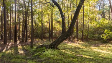 Ormandaki yosun kaplı bir düzlükte..