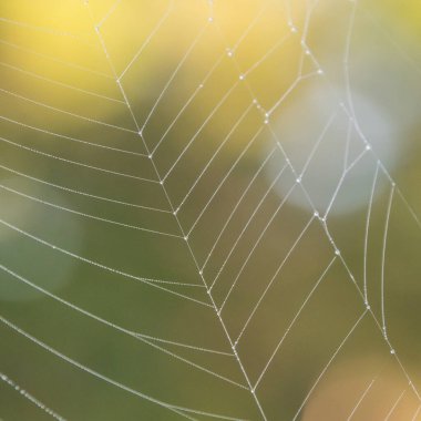 Örümcek ağının ipliklerini kaplayan çiy taneleri..