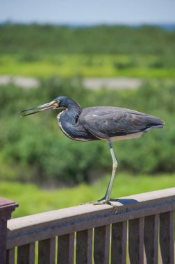 Bir izleme platformunun korkuluğunda duran üç renkli balıkçıl..