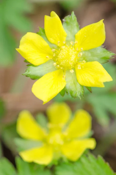 Flores Amarelas Morango Indiano Crescendo Grama — Fotografia de Stock