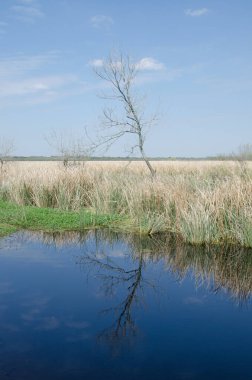Brazos Bend State Park 'ta bir bahar günü gölete yansıyan çıplak bir ağaç..