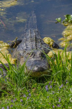 Teksas 'taki Brazos Bend State Park' ta dinlenen bir timsahın ön görüntüsü..