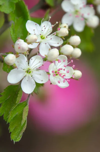 Vackra Vita Blommor Och Rosa Detaljer Persilja Hagtorn Träd — Stockfoto