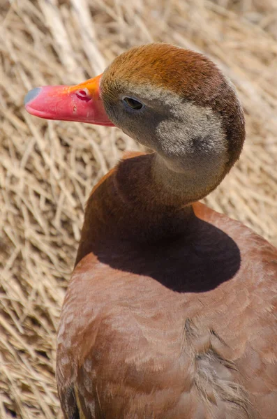 Een Close Van Een Fluitende Eend Van Bovenaf Gezien — Stockfoto