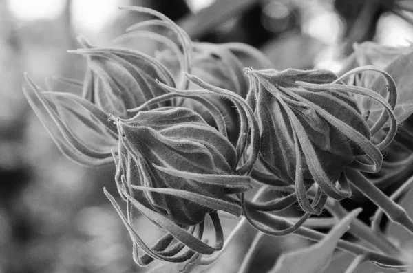 Black White Image Hibiscus Buds — Stock Photo, Image