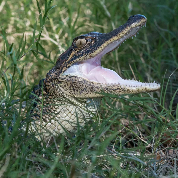 Juvenile American Alligator Resting Grass — Stock Photo, Image