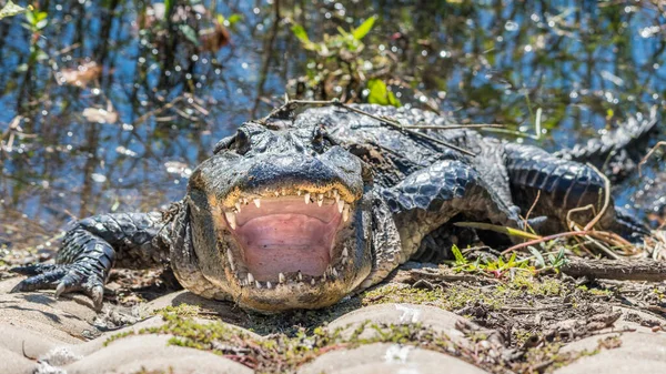 Looking Gaping Mouth American Alligator — Stock Photo, Image