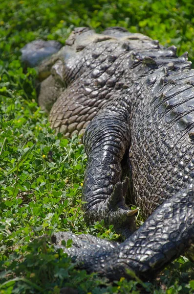 Close Napping Alligator Brazos Bend State Park Texas — Stock Photo, Image