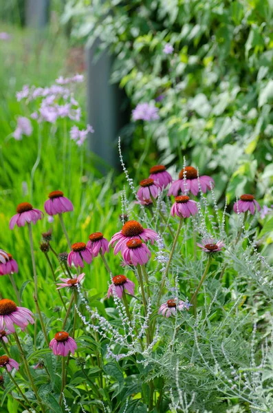 Echinacea Wächst Einem Staudenrand — Stockfoto