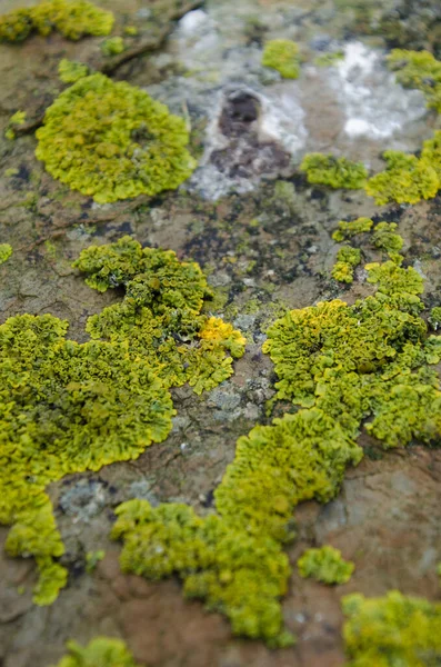 Lichen Verde Creștere Stâncă — Fotografie, imagine de stoc