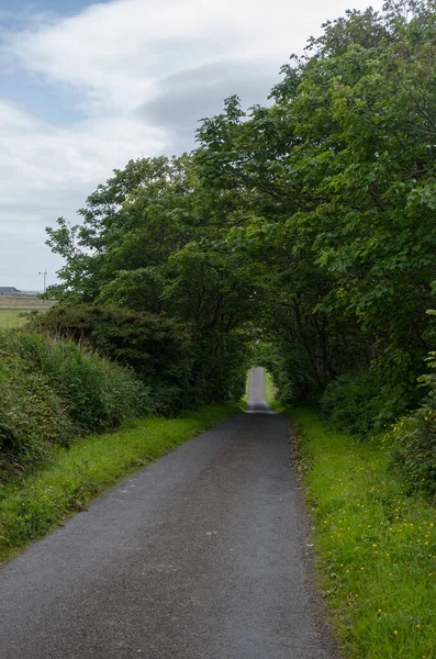 Uma Estrada Estreita Que Passa Por Túnel Verde Árvores Orkney — Fotografia de Stock