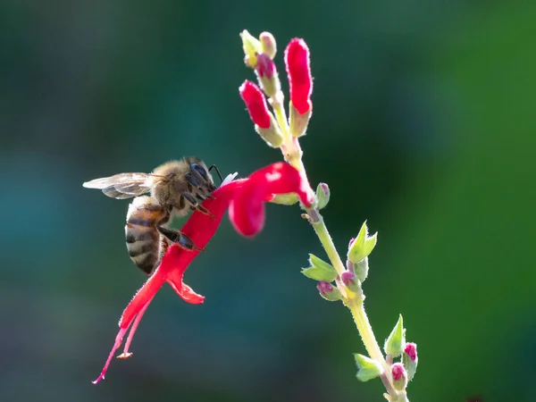 Медовая Пчела Посещает Цветок Ананасового Шалфея — стоковое фото