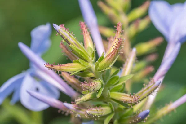 花の芽の上に トリコームと呼ばれる細かい毛を持つプルンバゴ岬 — ストック写真