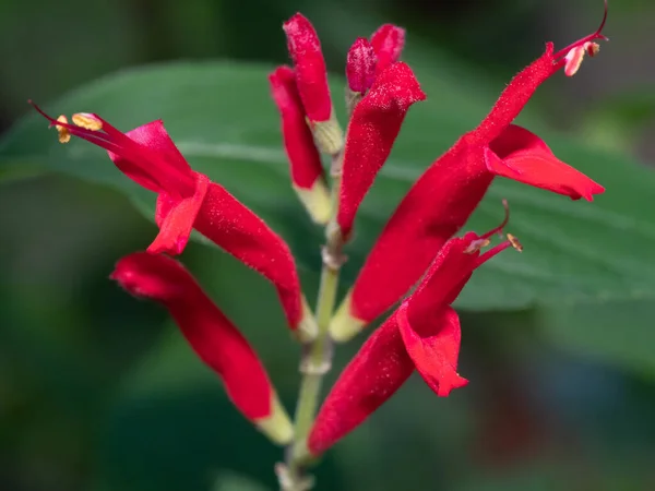 Die Roten Blüten Des Ananassalbei Locken Spätsommer Honigbienen — Stockfoto