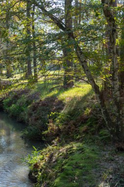 Ormandaki bir ağaç derenin üzerine eğilmiş..
