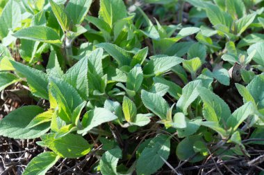 Baharın başında ananas yaprakları dökülüyor..