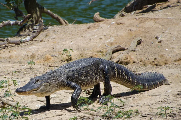 Alligator Walking Water — Stock Photo, Image