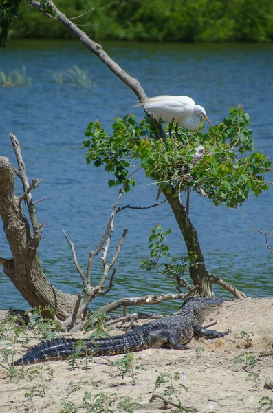 Great Egret Parent Caring Its Chick While Waiting Alligator Keeps — Stock Photo, Image