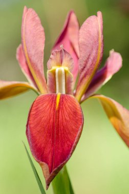 Mükemmel bir kırmızı göz baharda açar..