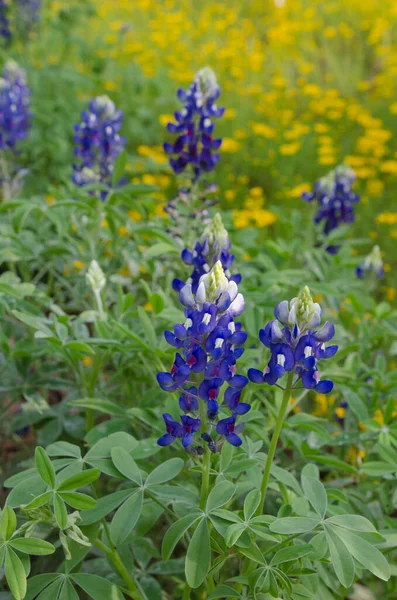 Bonnets Bleus Sur Fond Fleurs Jaunes — Photo